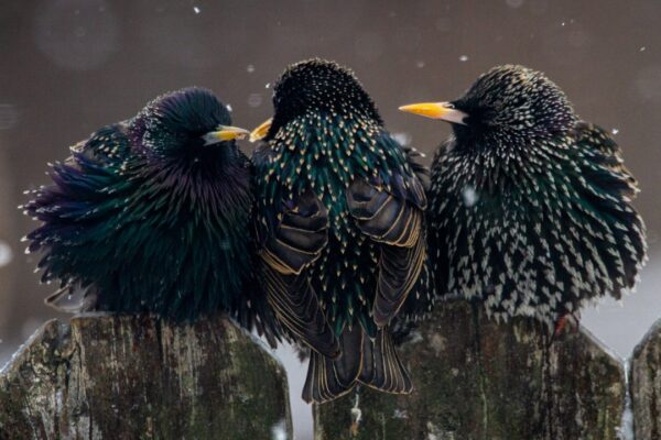 Photo starlings